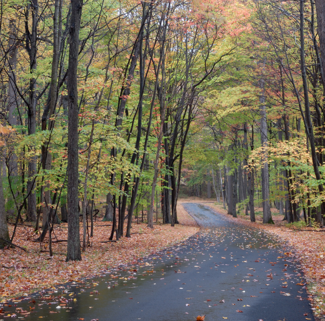 Wet road through autumn forest