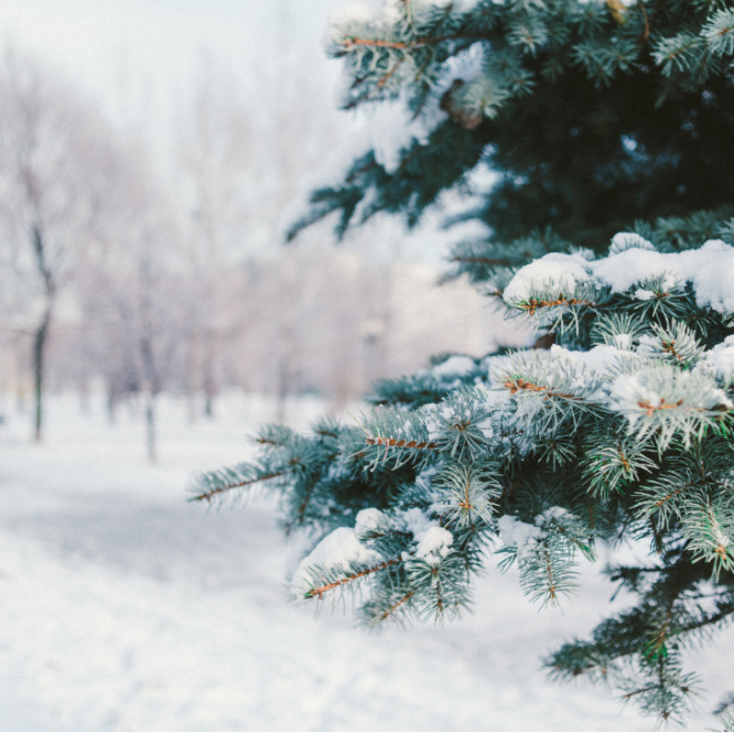 Douglas Fir with Fresh Fallen Snow