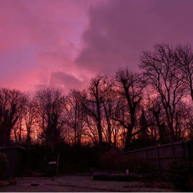 Pink Sky Sunset in Winter with Bare Branches