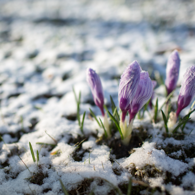 Crocus flowers in the snow